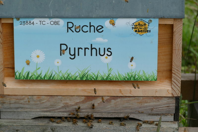 La ruche Pyrrhus