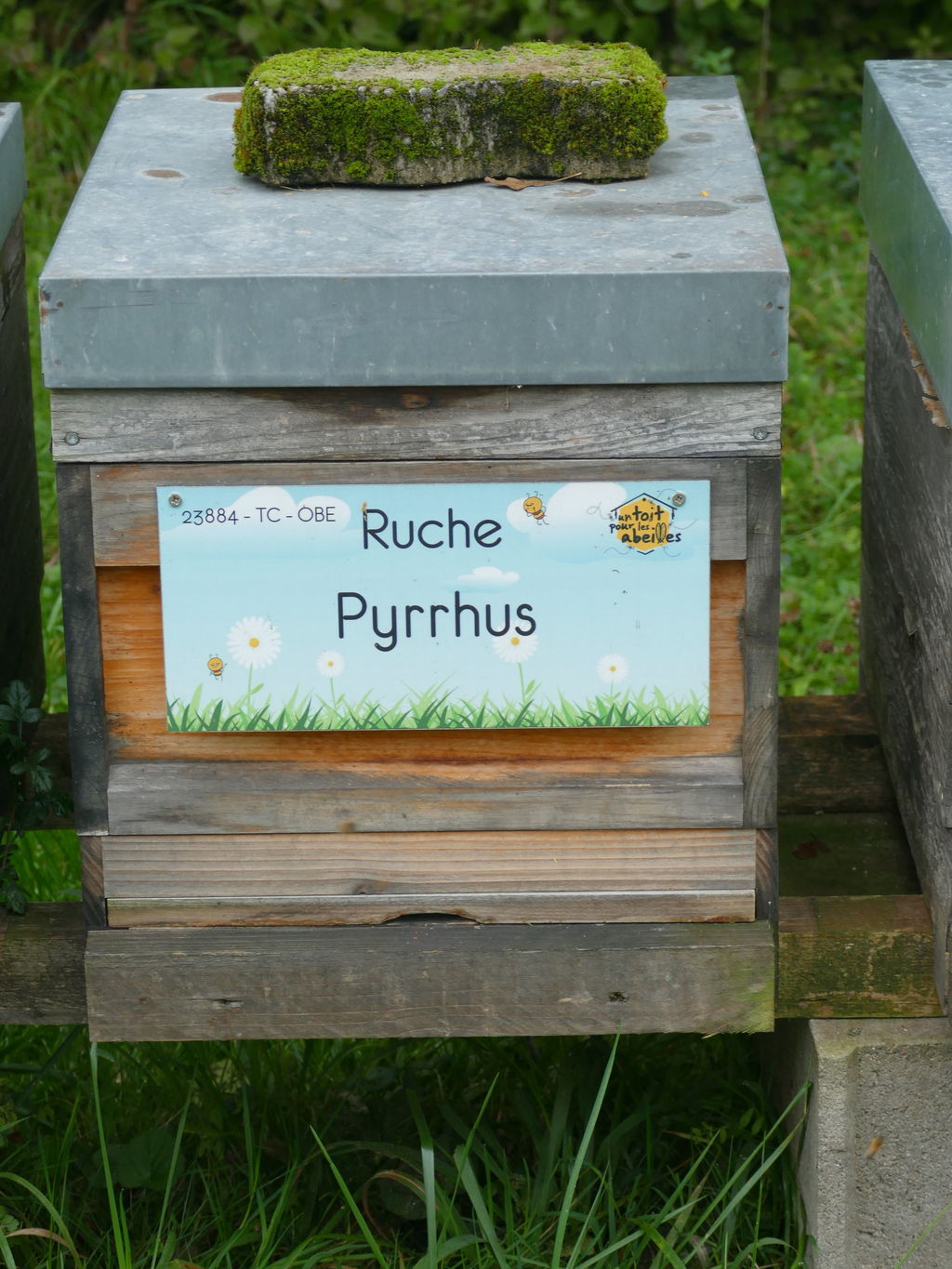 La ruche Pyrrhus