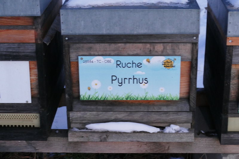 La ruche Pyrrhus