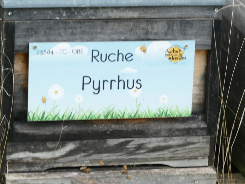 La ruche Pyrrhus