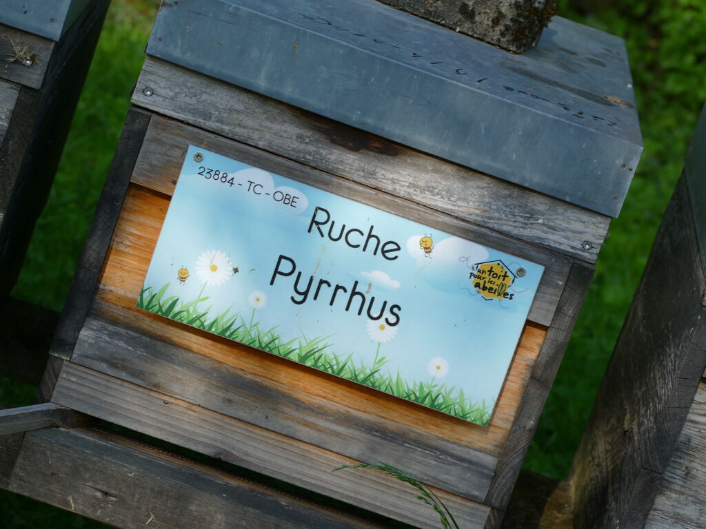 La ruche Pyrrhus