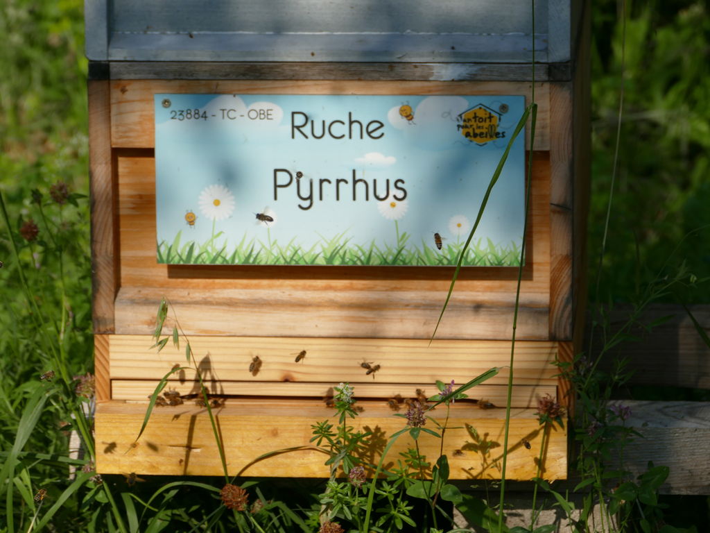 La ruche Pyrrhus