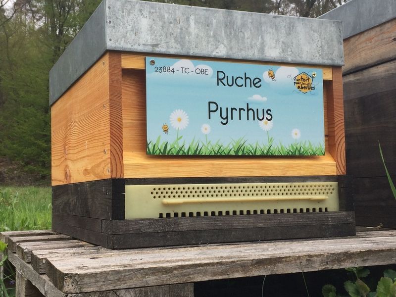 La ruche Pyrrhus