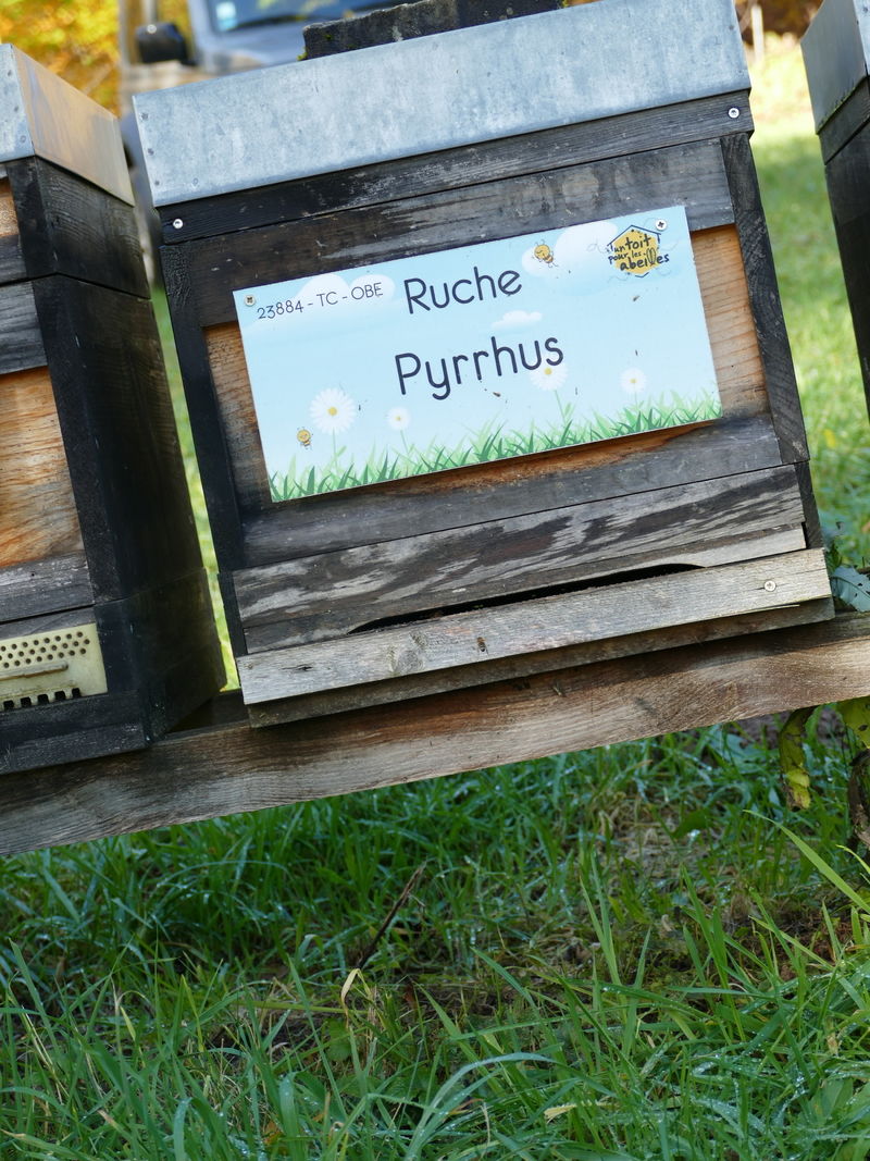 La ruche Pyrrhus