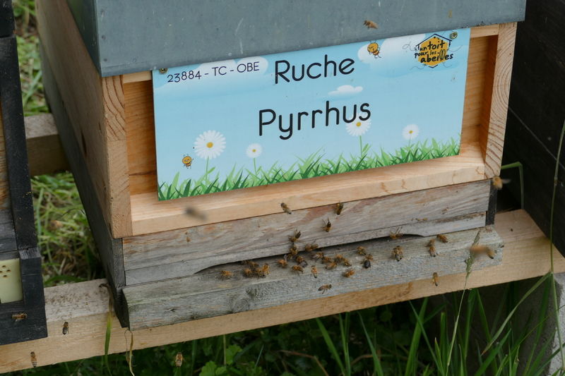 La ruche Pyrrhus