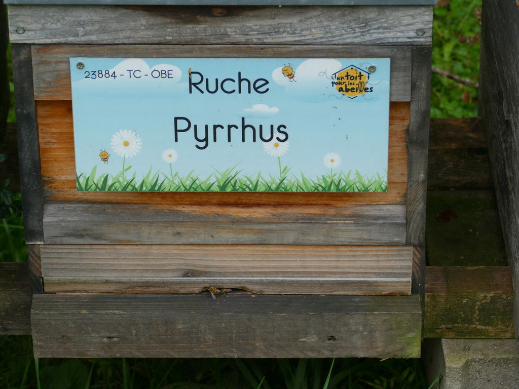 La ruche Pyrrhus