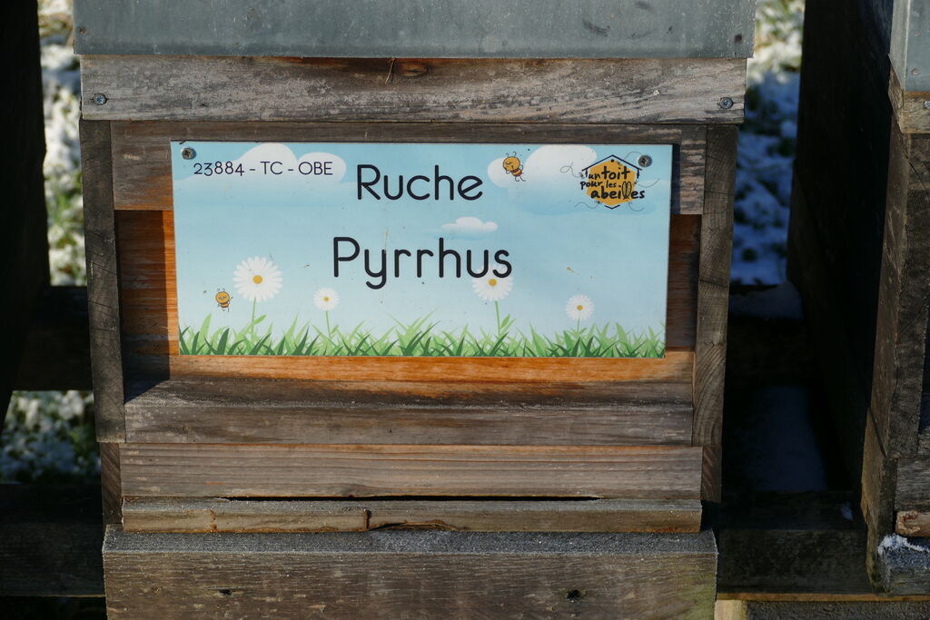 La ruche Pyrrhus