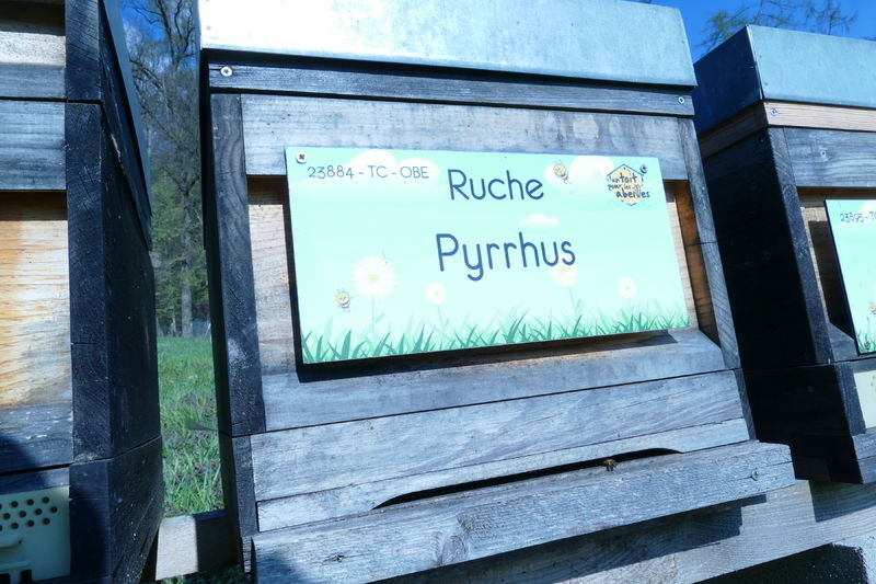 La ruche Pyrrhus