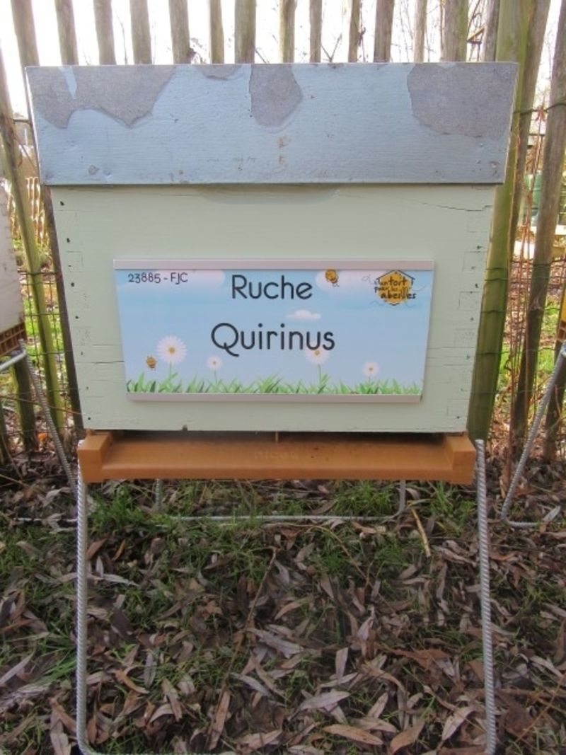 La ruche Quirinus