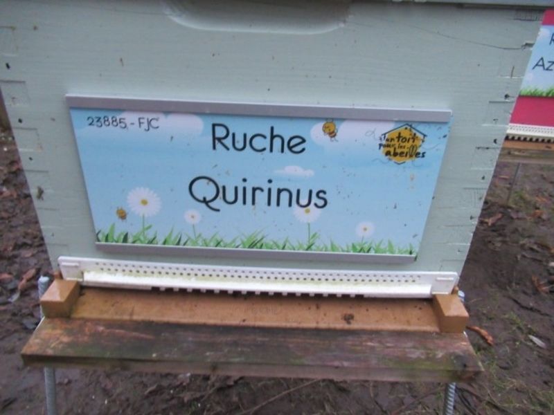 La ruche Quirinus