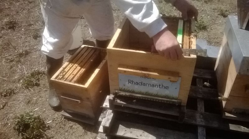 La ruche Rhadamanthe