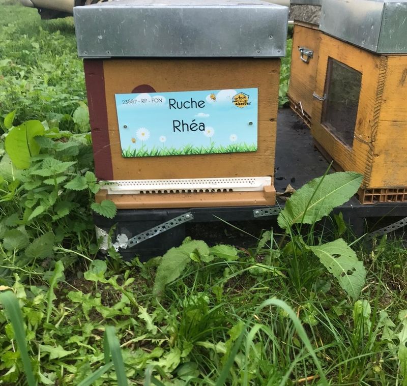 La ruche Rhéa