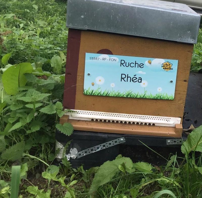 La ruche Rhéa