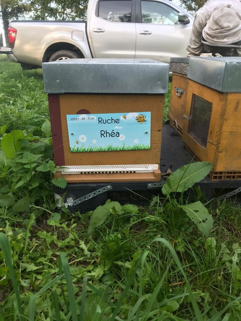 La ruche Rhéa