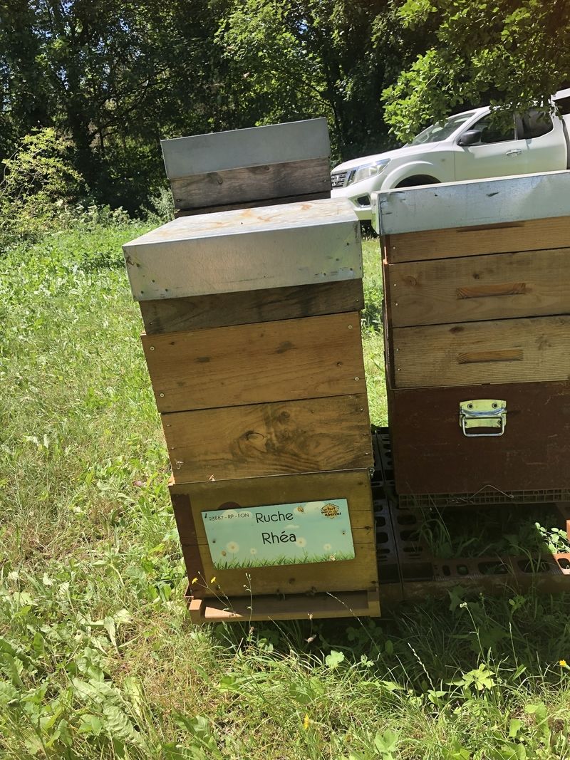 La ruche Rhéa