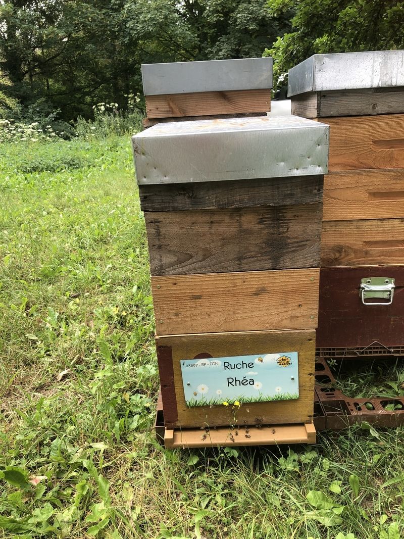 La ruche Rhéa