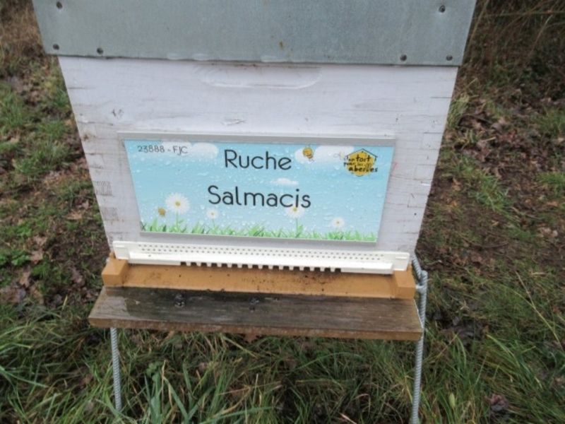 La ruche Salmacis