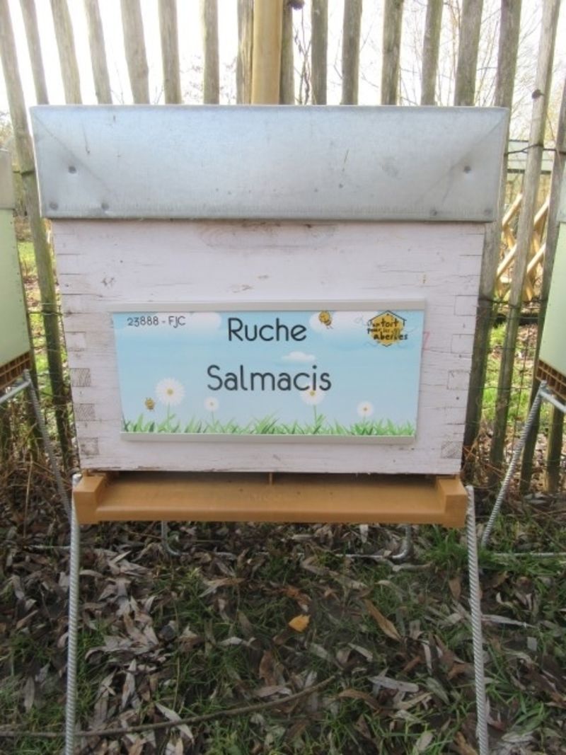 La ruche