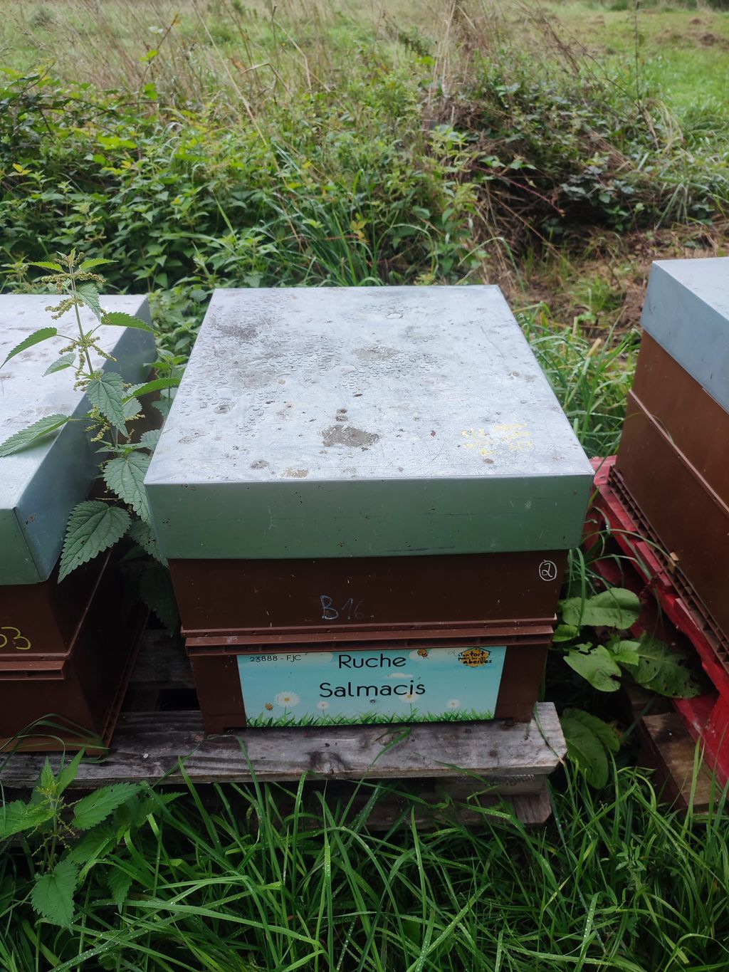 La ruche Salmacis