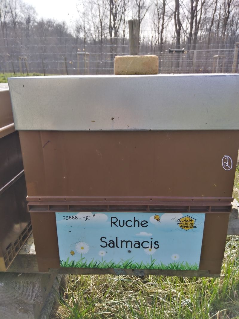 La ruche Salmacis
