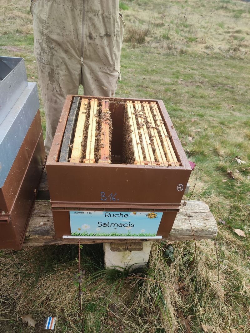 La ruche Salmacis