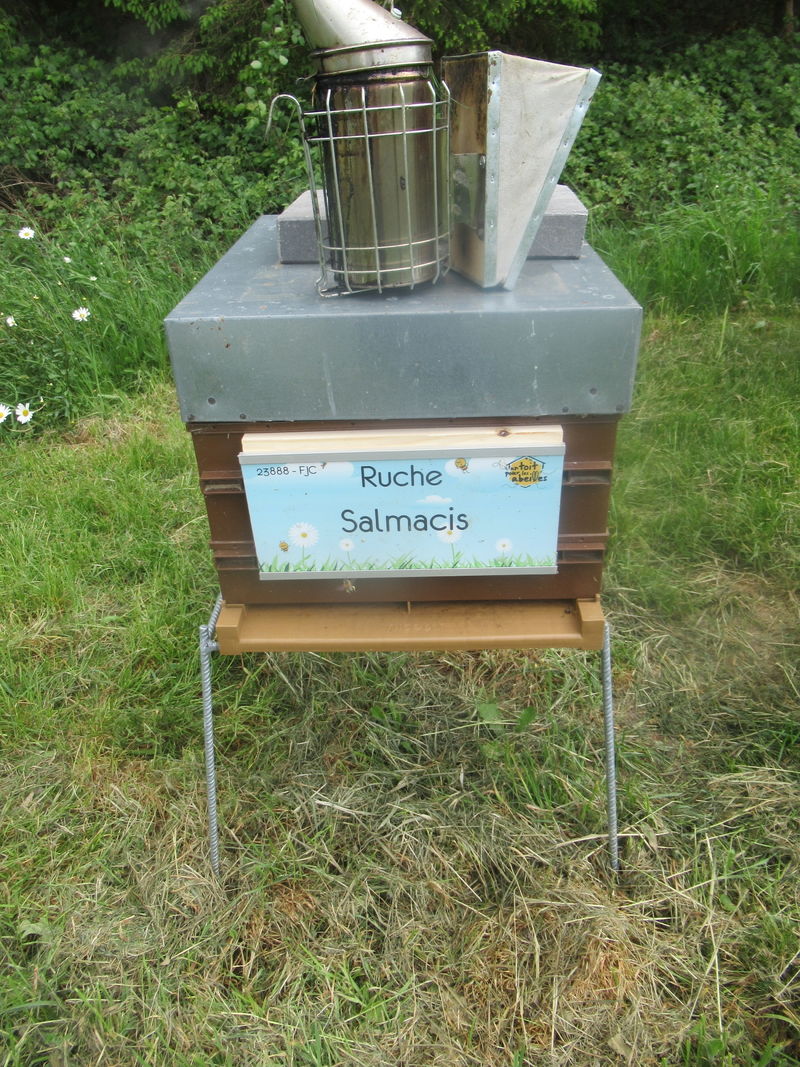 La ruche Salmacis