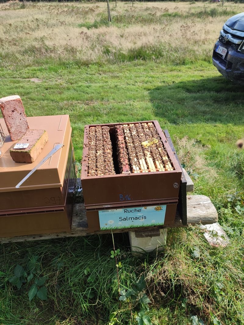 La ruche Salmacis