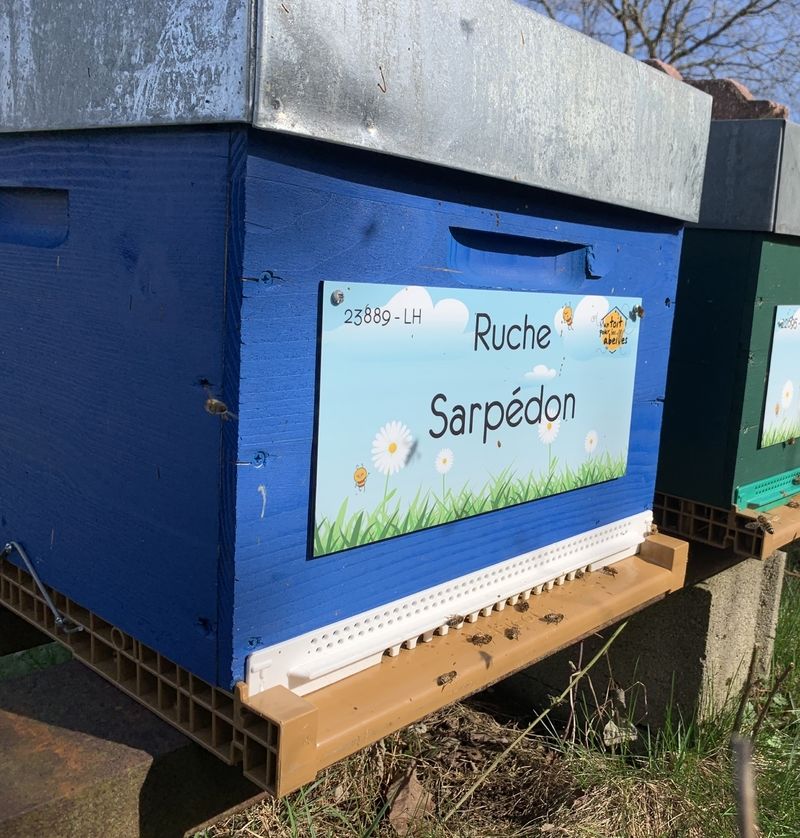 La ruche Sarpédon