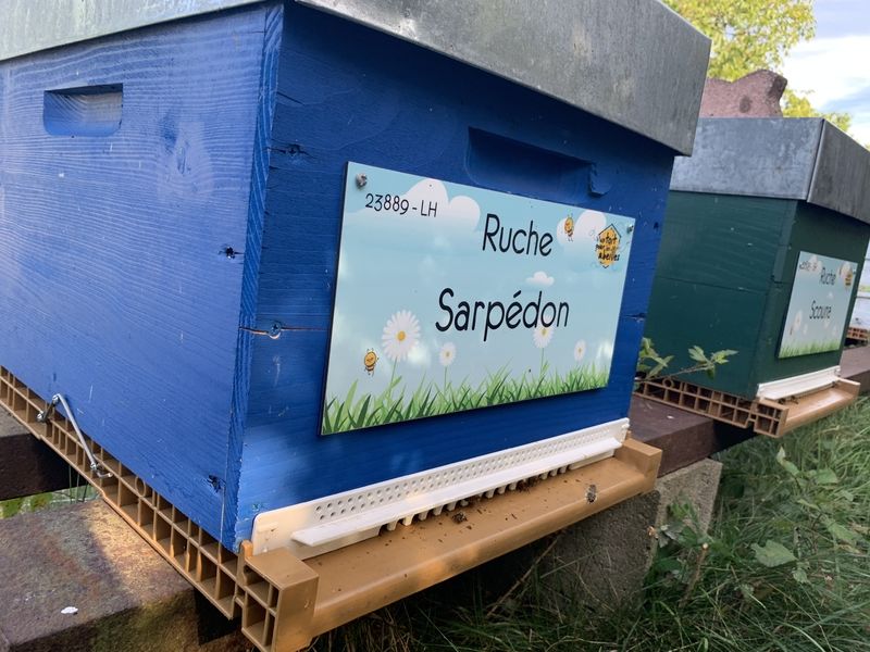 La ruche Sarpédon