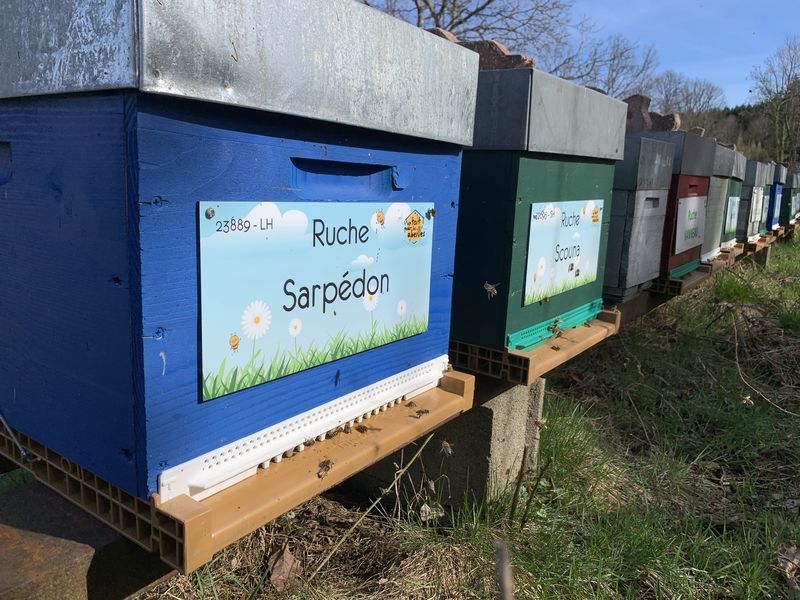 La ruche Sarpédon