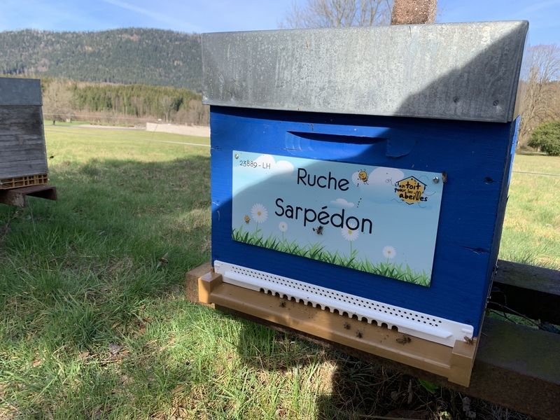La ruche Sarpédon