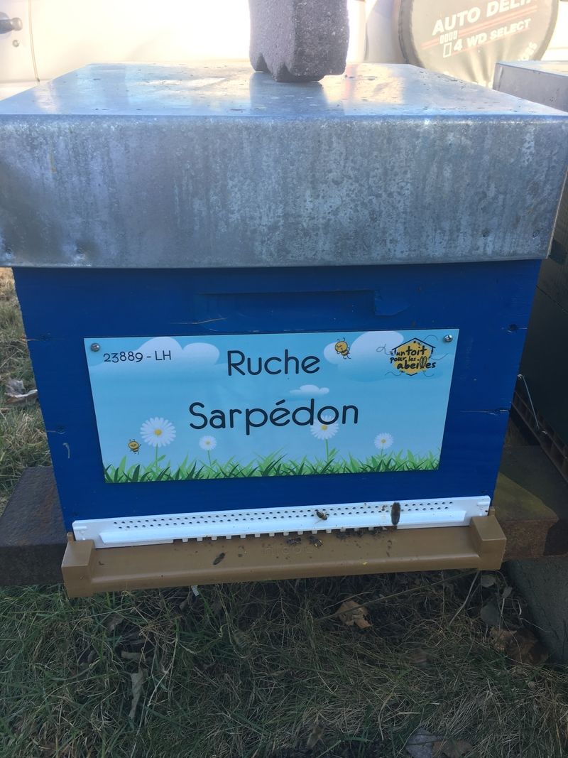 La ruche Sarpédon