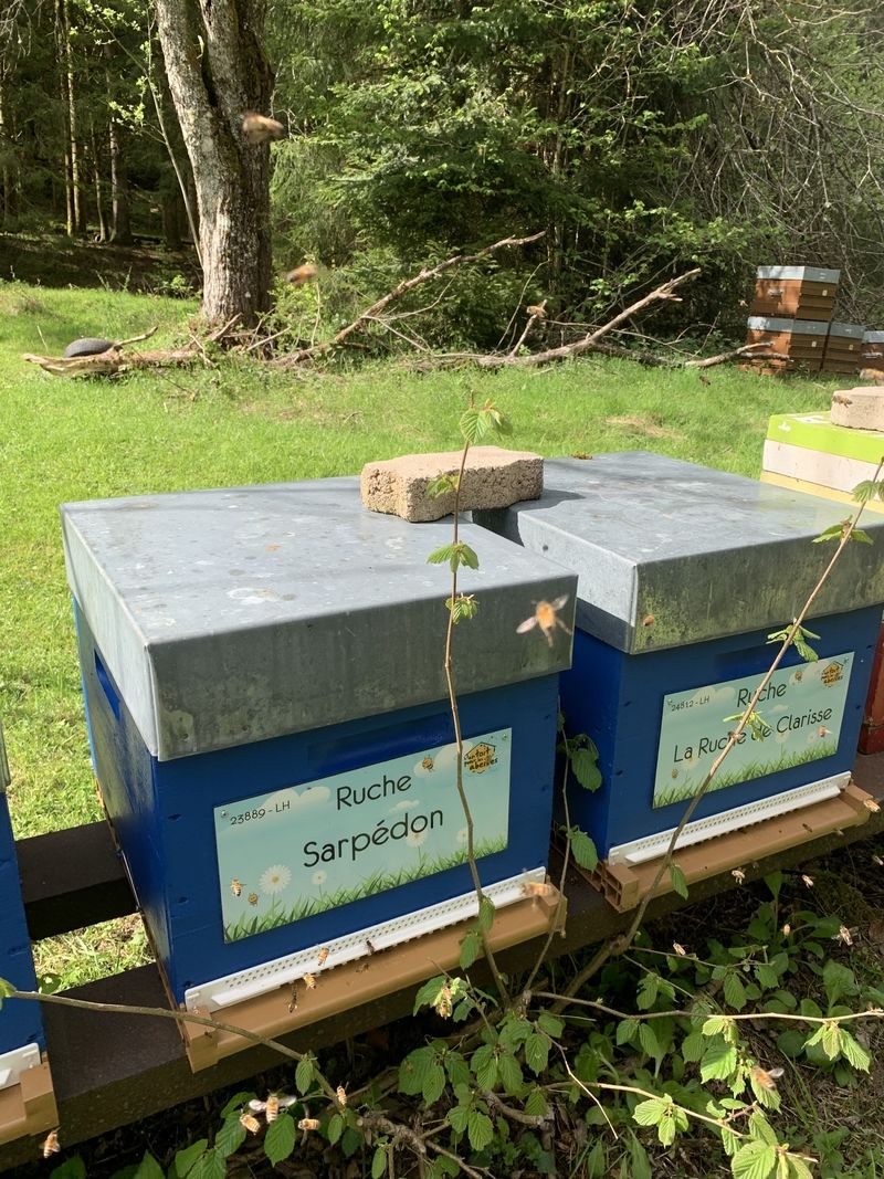 La ruche Sarpédon