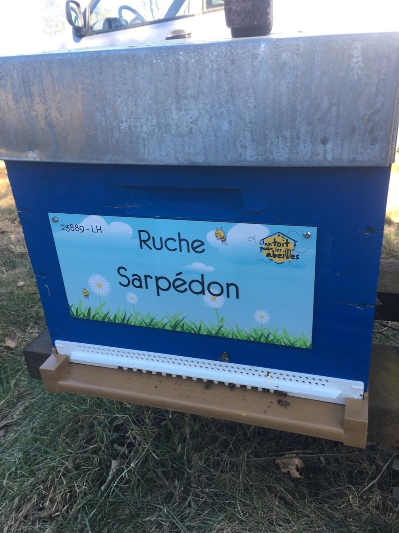 La ruche Sarpédon