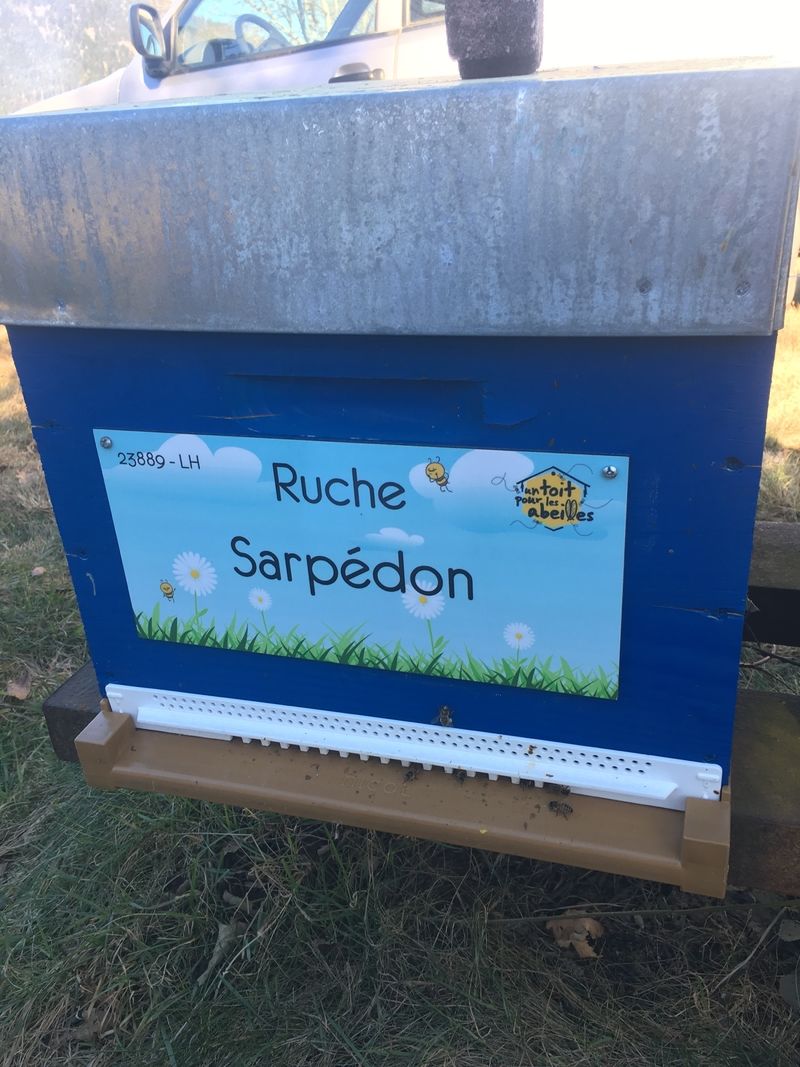 La ruche Sarpédon