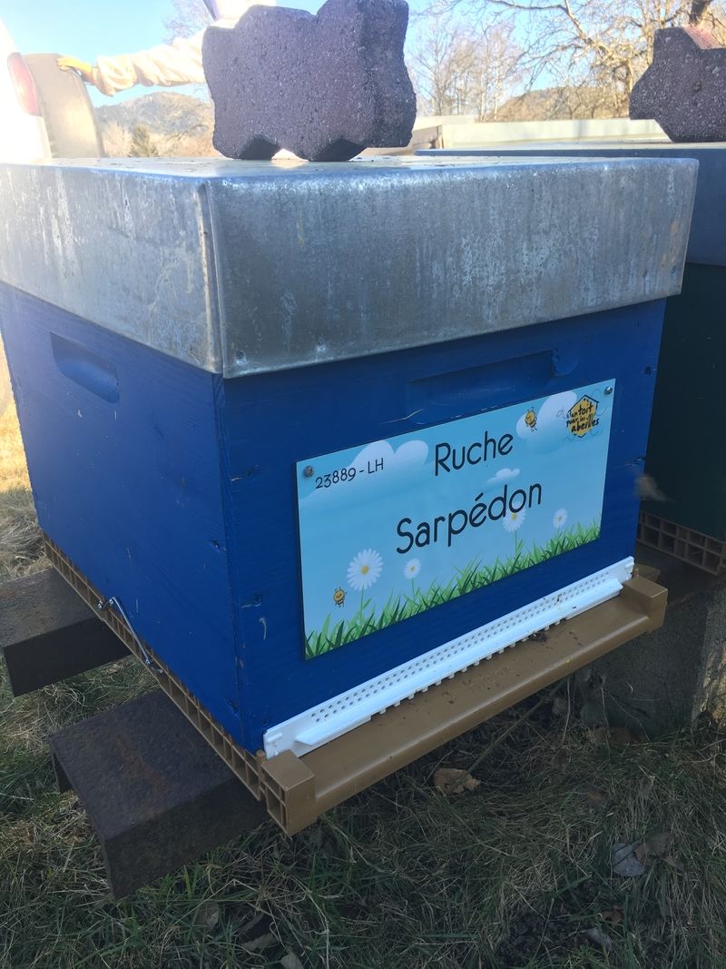 La ruche Sarpédon