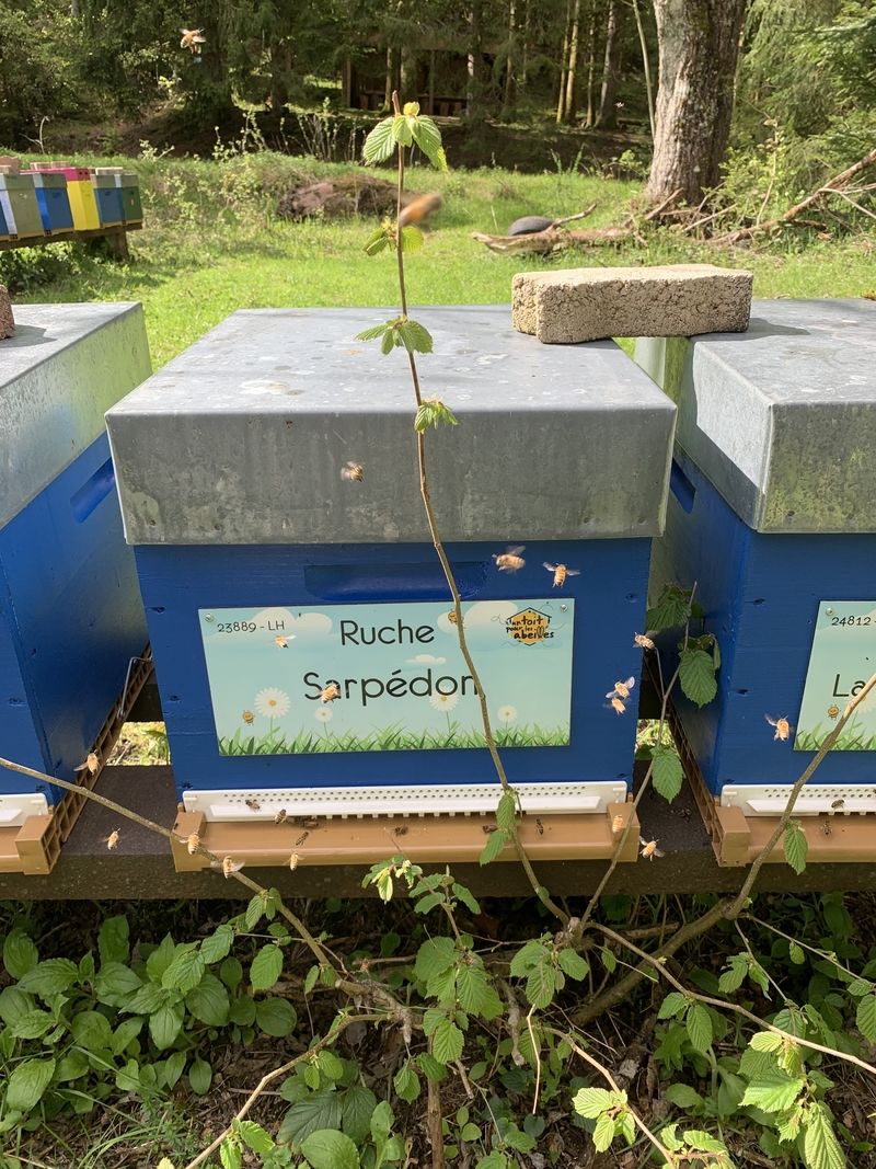 La ruche Sarpédon