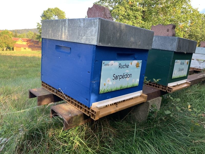 La ruche Sarpédon