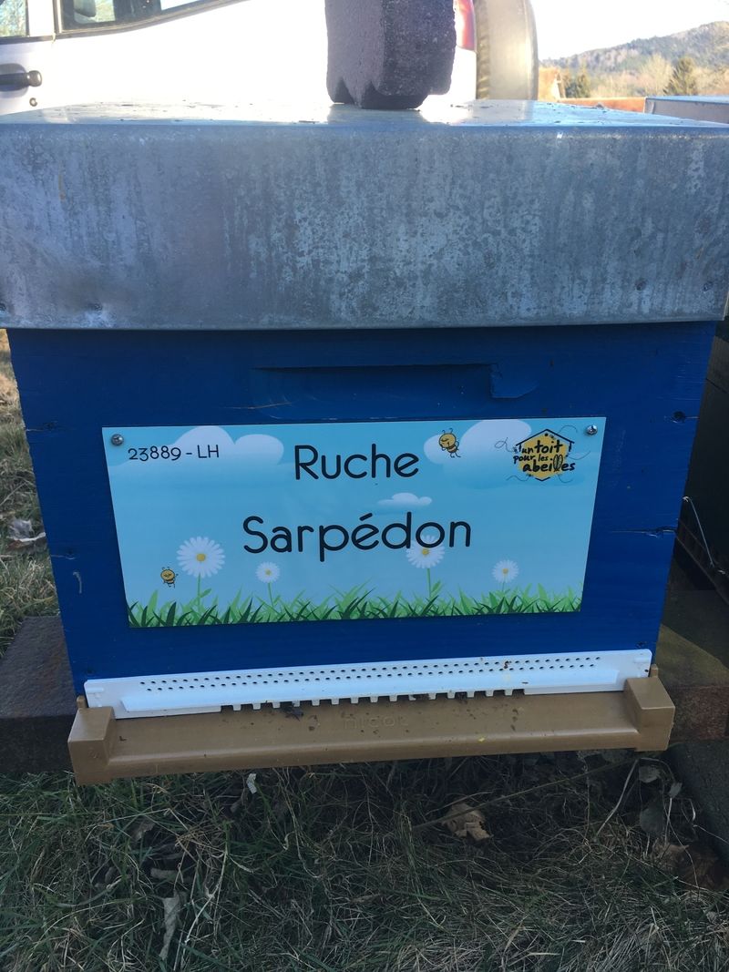 La ruche Sarpédon