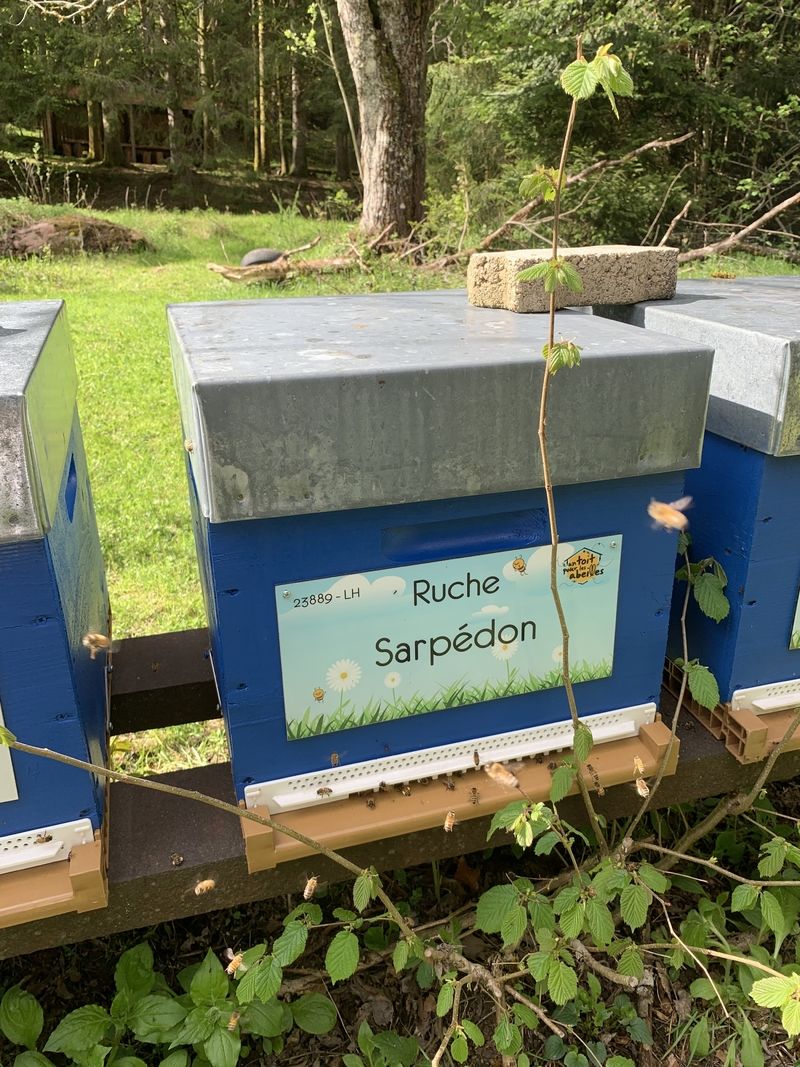 La ruche Sarpédon
