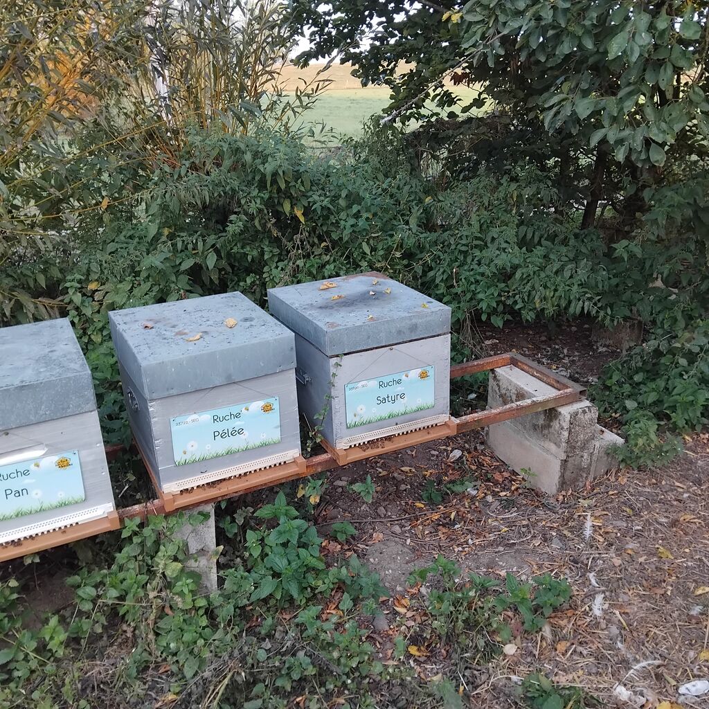 La ruche Satyre