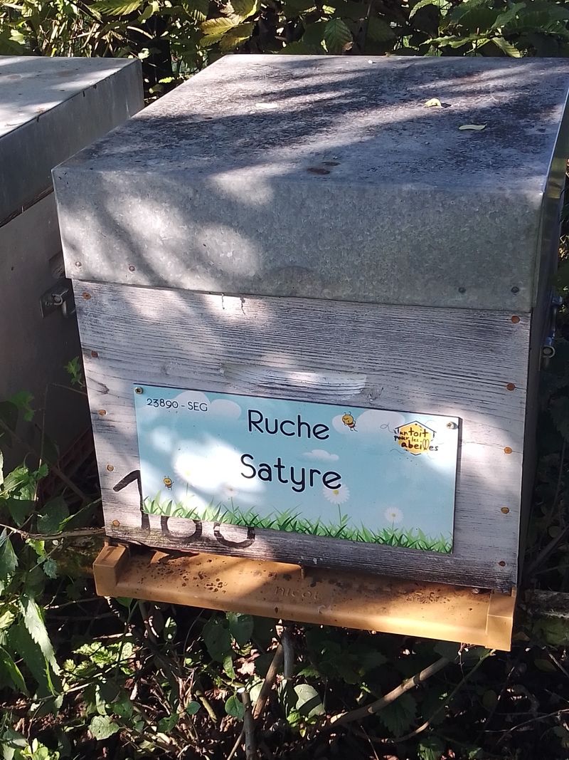 La ruche Satyre