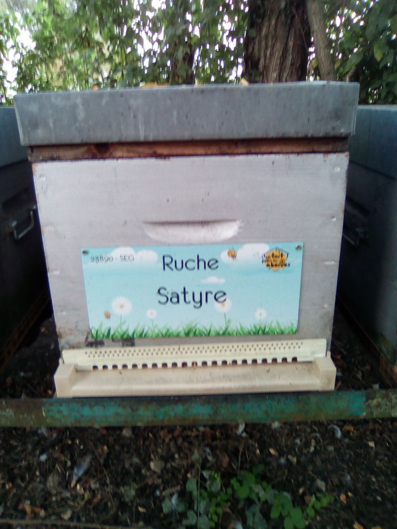 La ruche Satyre