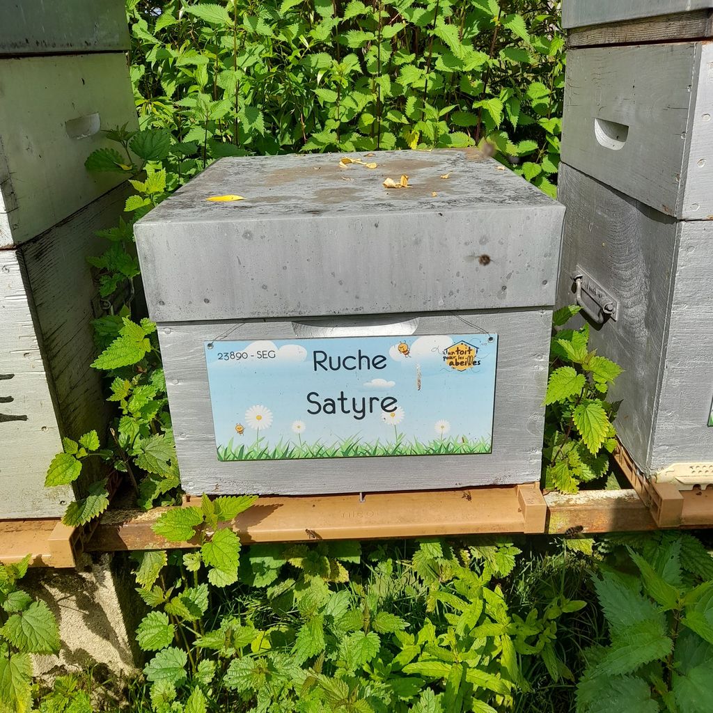 La ruche Satyre