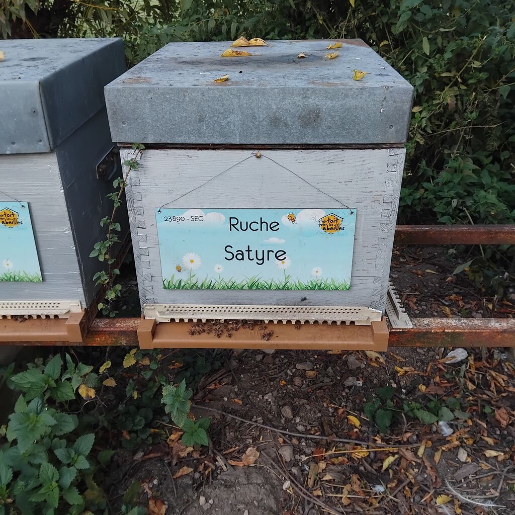 La ruche Satyre