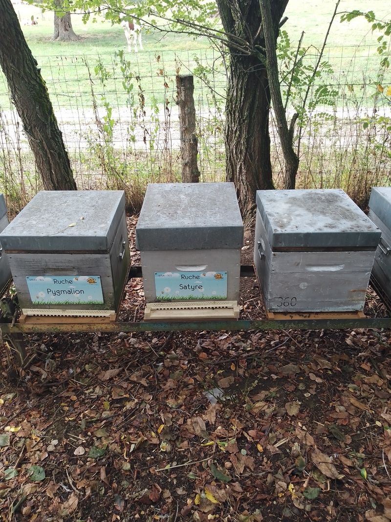 La ruche Satyre