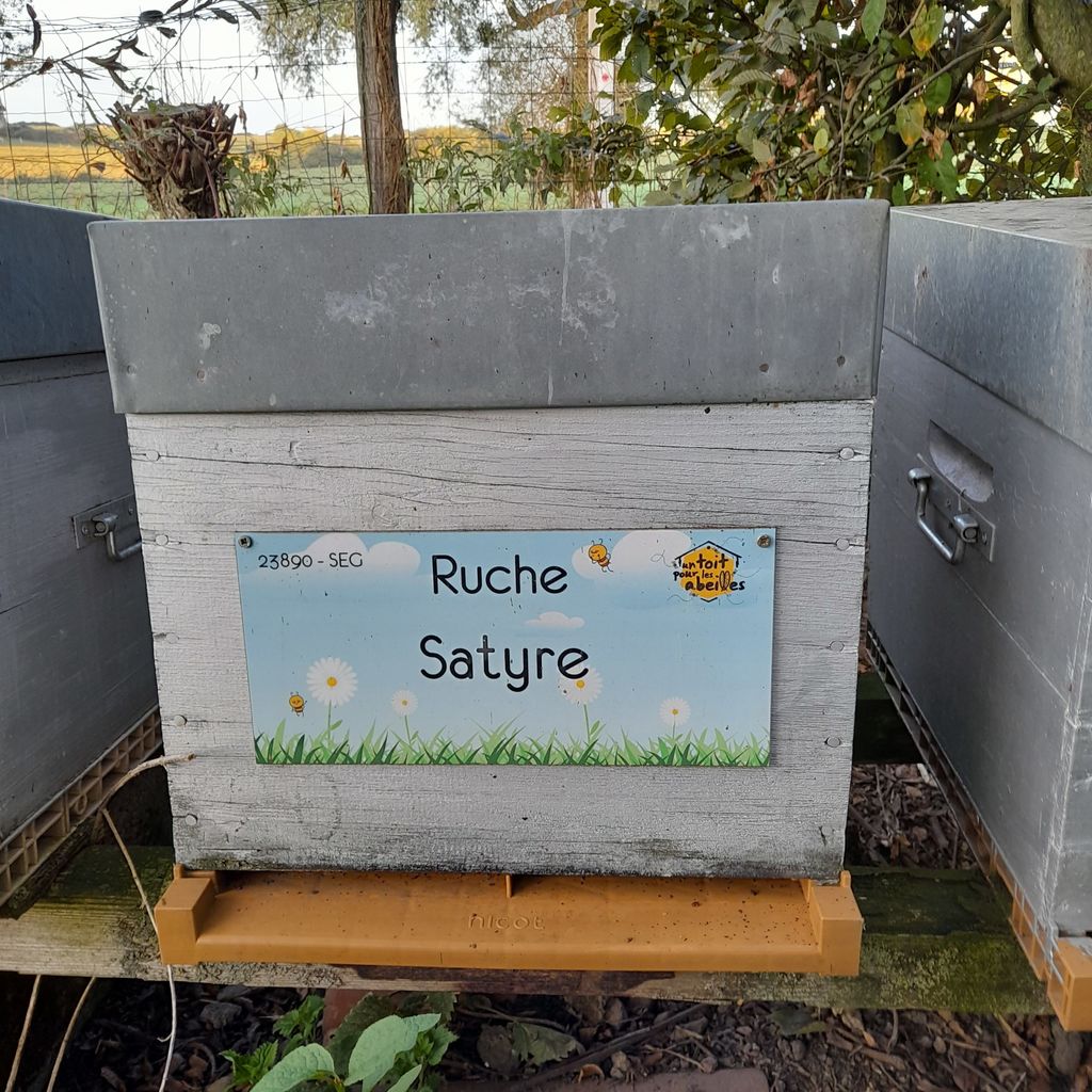 La ruche Satyre