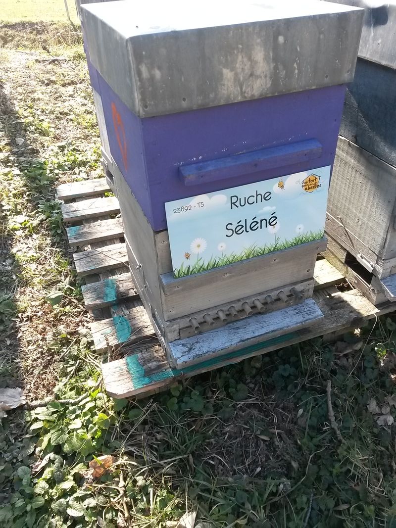 La ruche Séléné