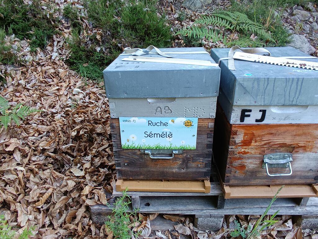 La ruche Sémélè