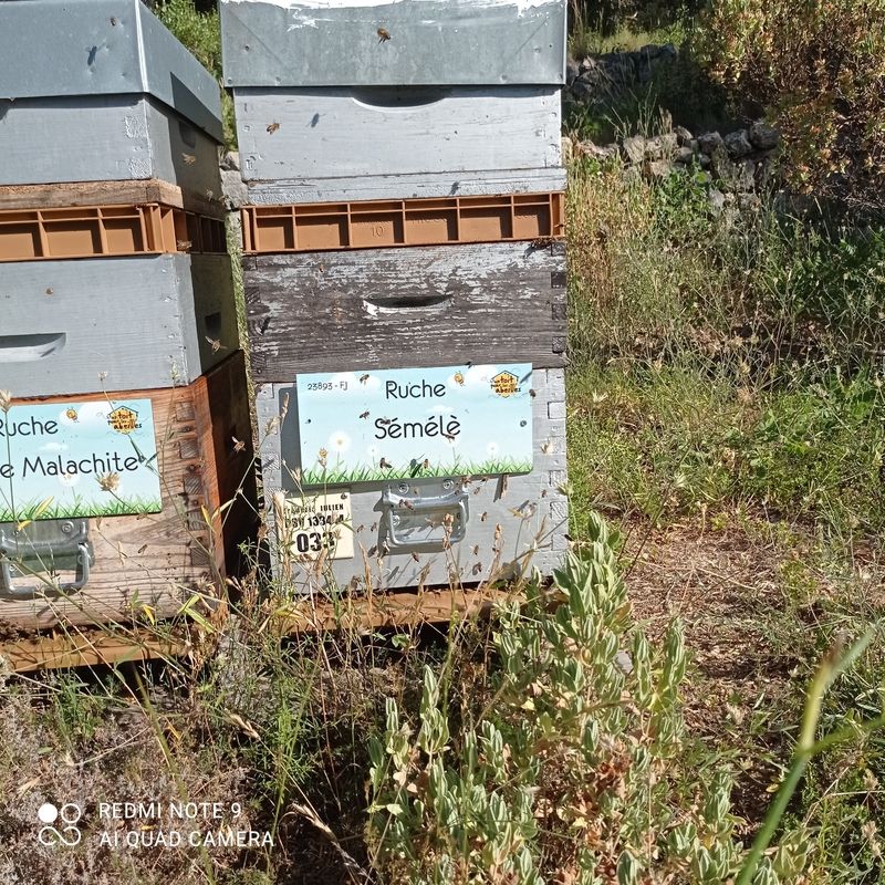 La ruche Sémélè